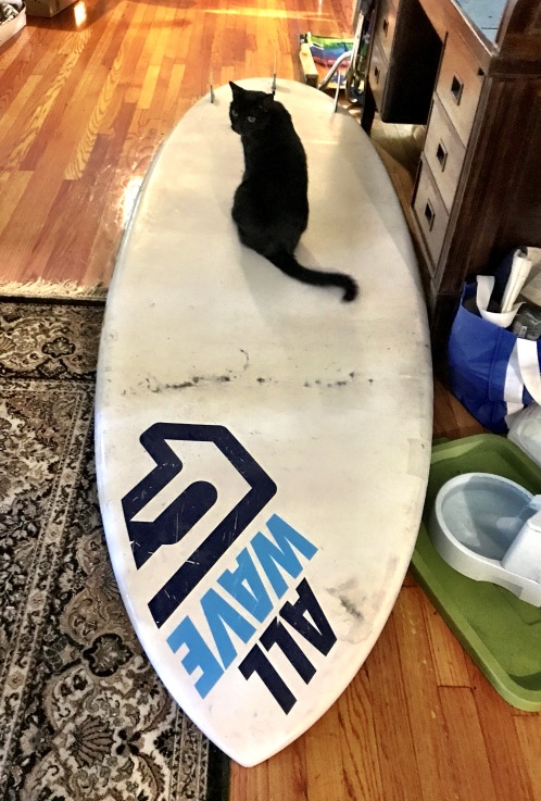 Wave riding kitty